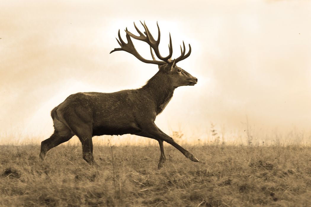 Stag running across field