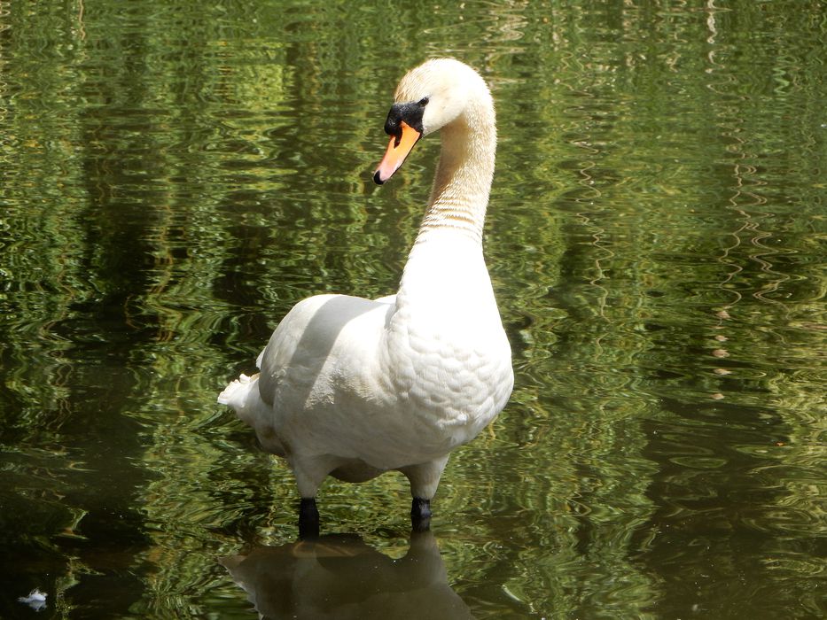 A swan, and potential victim of youths with catapults