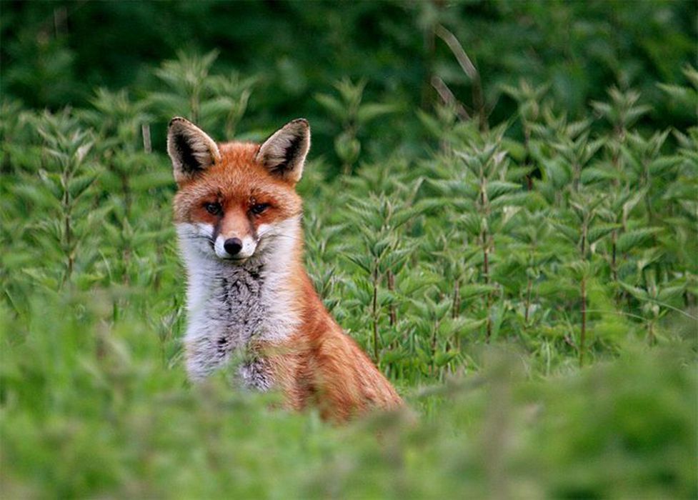 Fox in the grass - on Fox Hunting page