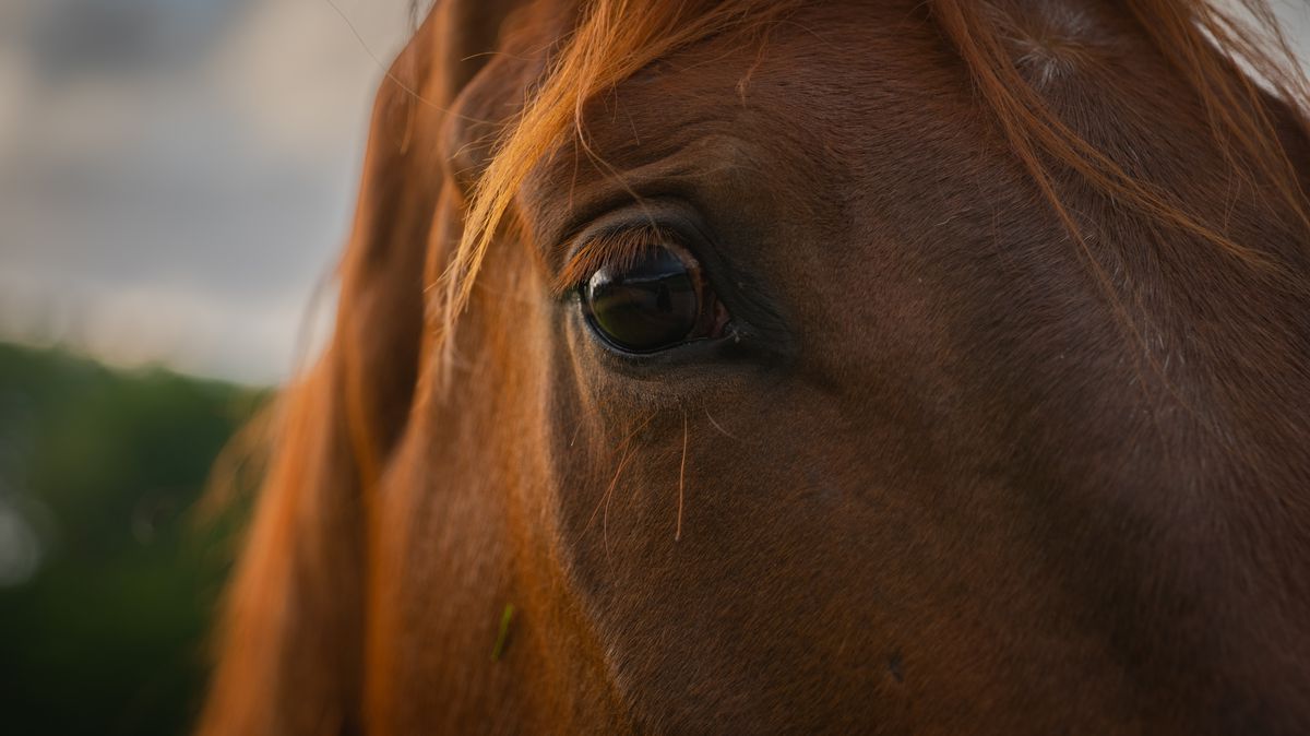 Horse eye - brown horse
