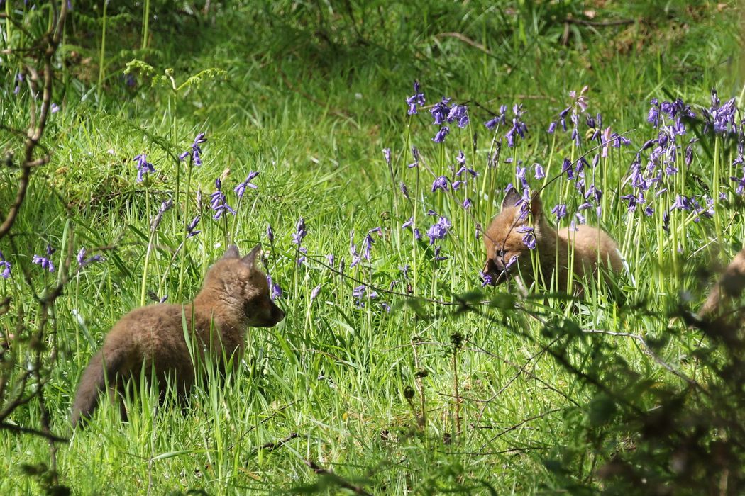 Fox cubs in bluebells