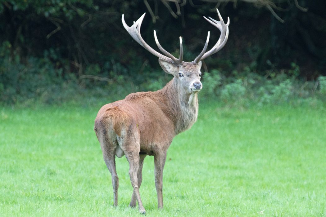 A red stag
