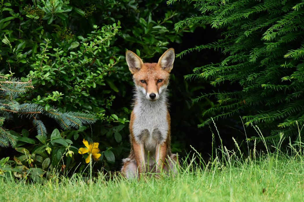 Fox looking at camera