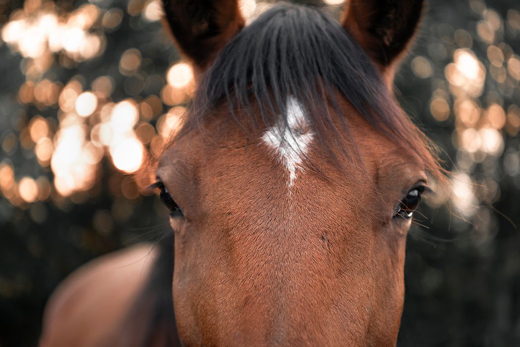 Horse close up - head on - brown and white horse