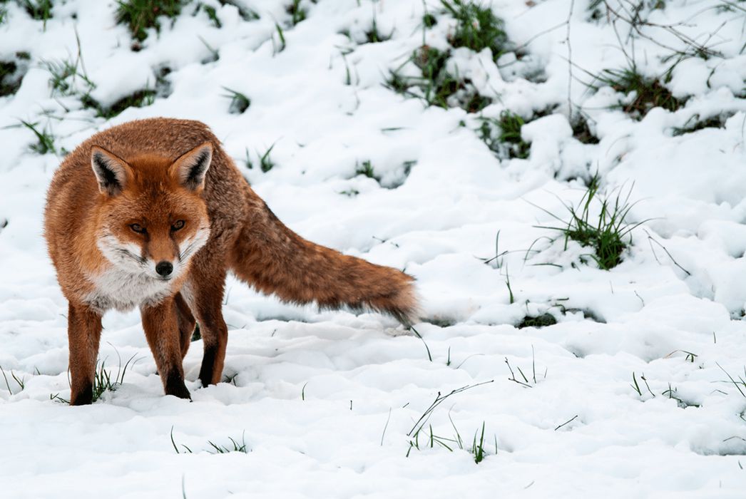 Fox in the snow - on Fox Hunting page