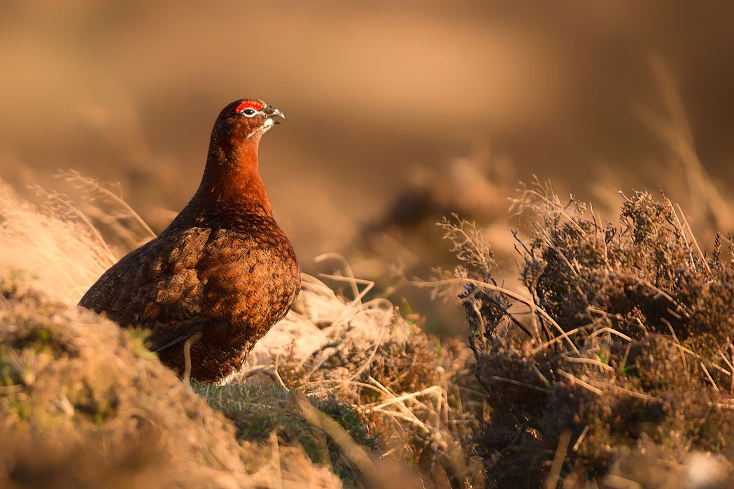 Grouse shooting