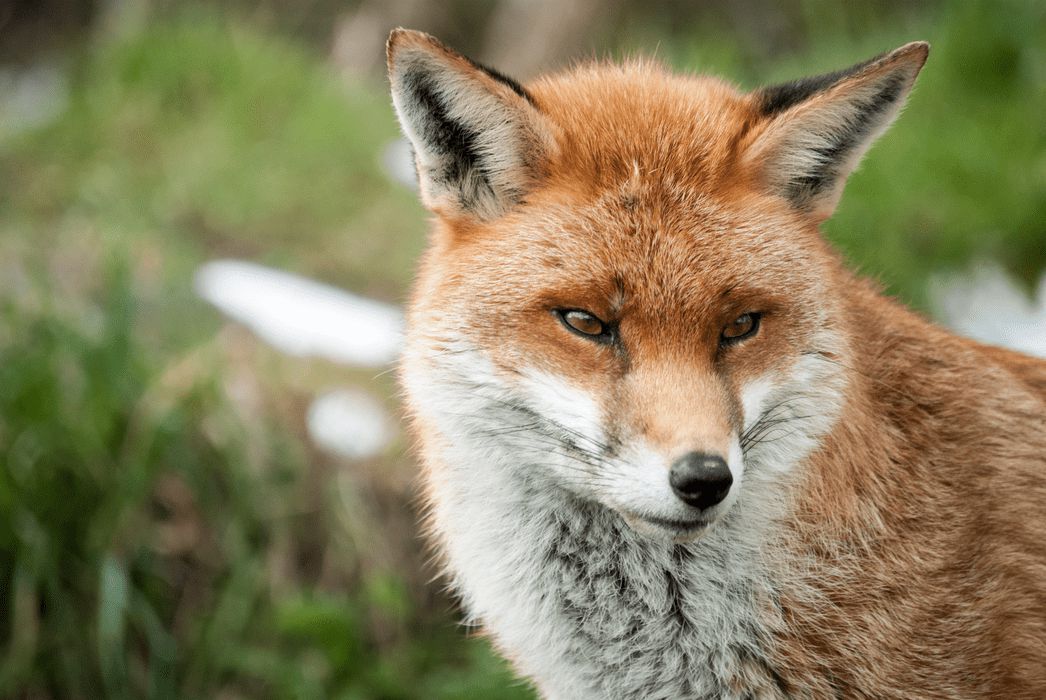 Fox with blurred background - on Fox Hunting page