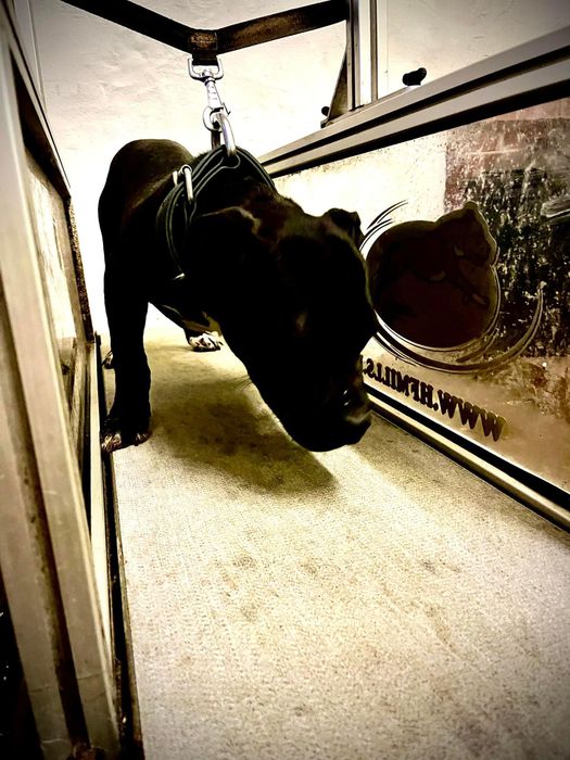 A dog in a harness on a treadmill