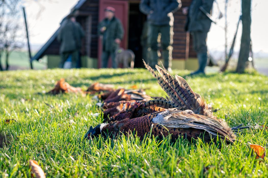 Dead pheasants on the ground after being shot