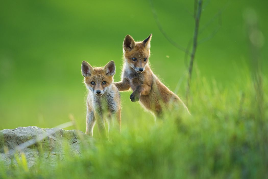 Fox cubs are targeted by hunts