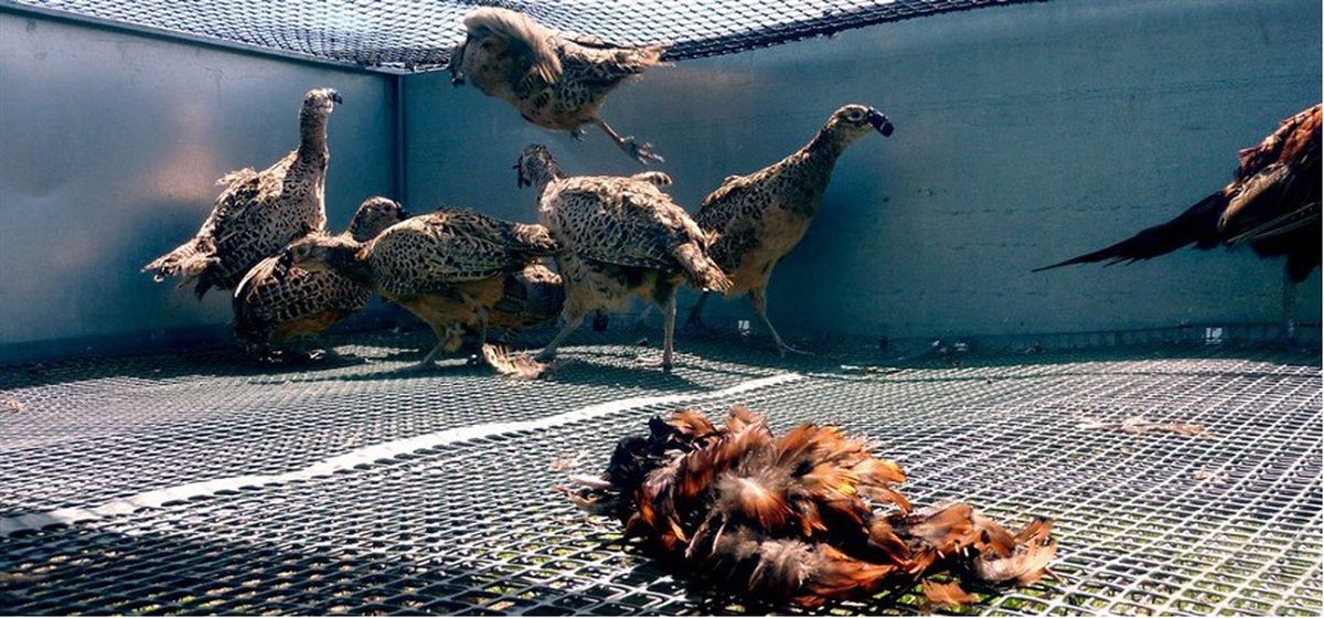 Bird trapped in cage