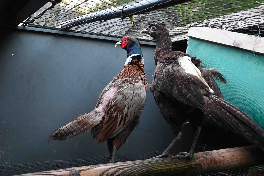 Game birds in cages for breeding purposes