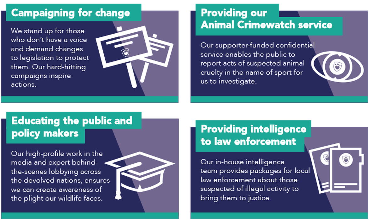 What We Do Infographic