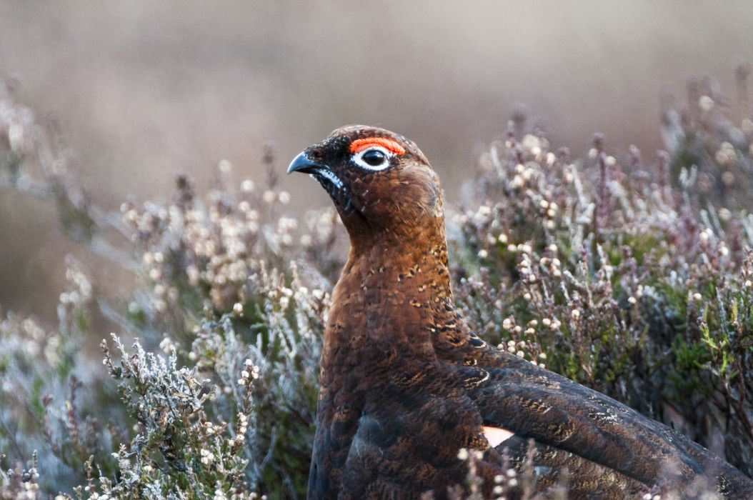 Grouse shooting